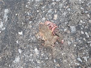 Bufo bufo